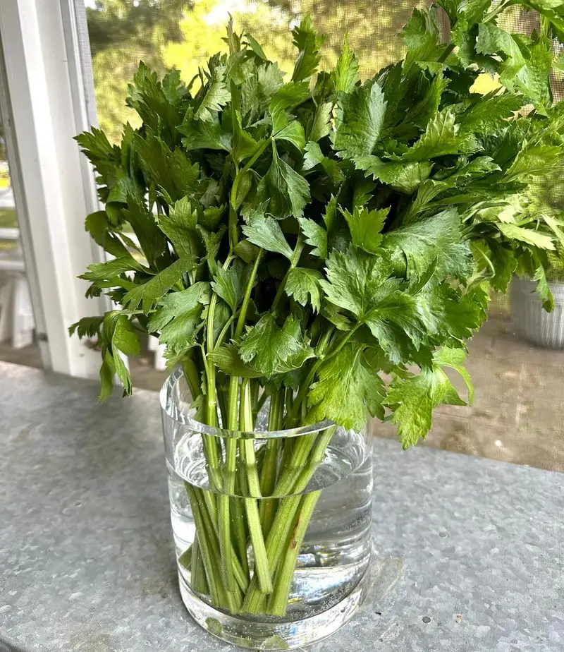 Celery