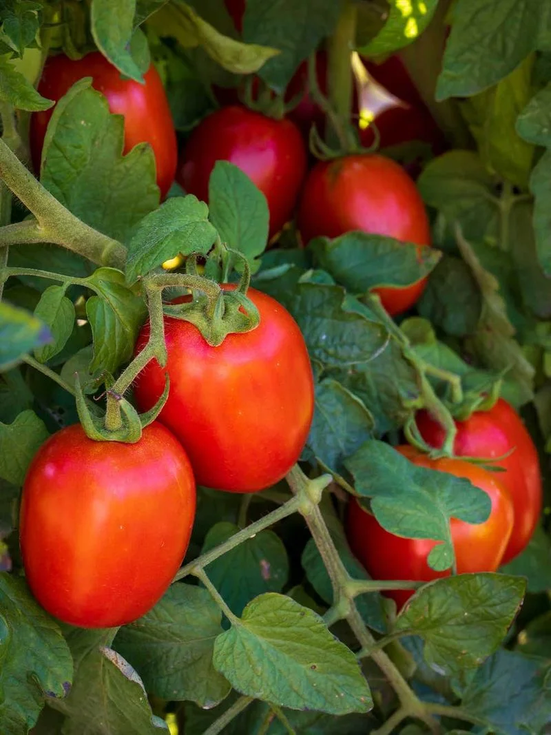Tomato Twang