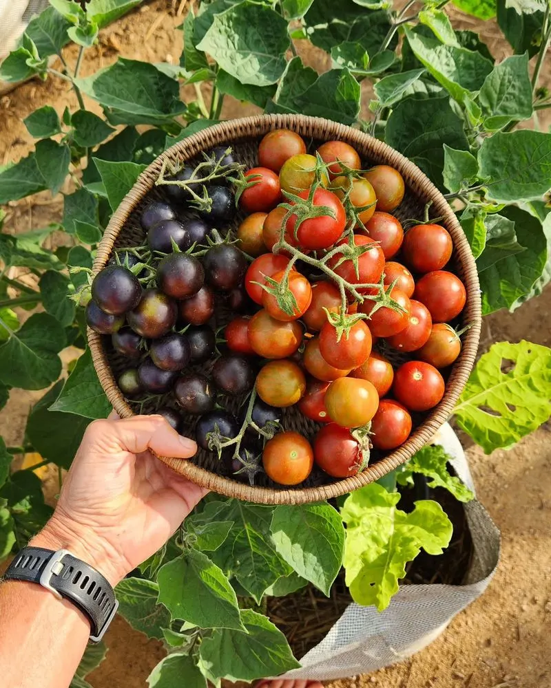 Tomatoes