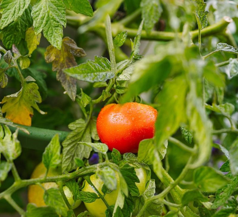 Tomatoes