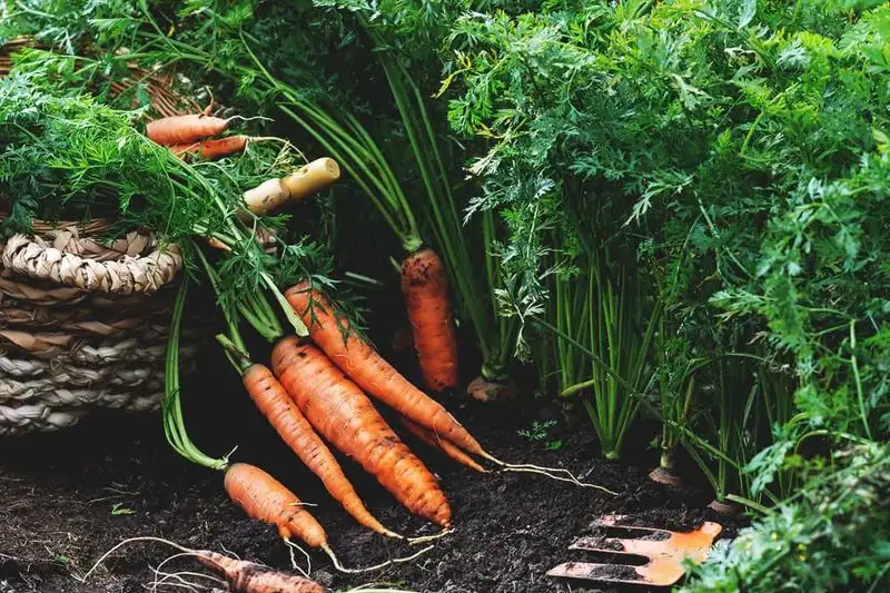 Carrots and Dill