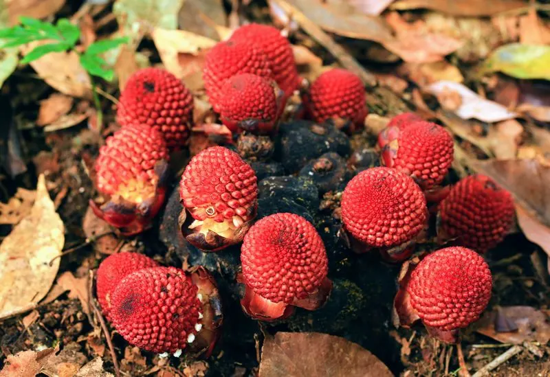Balanophora