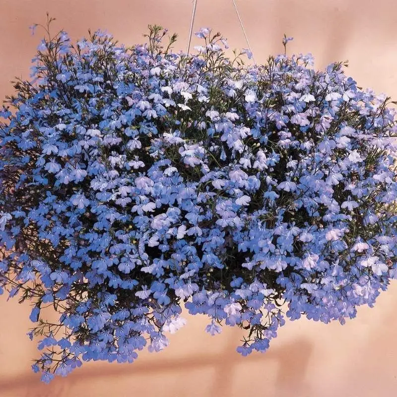 Trailing Lobelia Beauty
