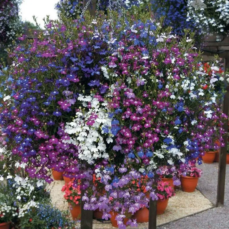 Trailing Lobelia