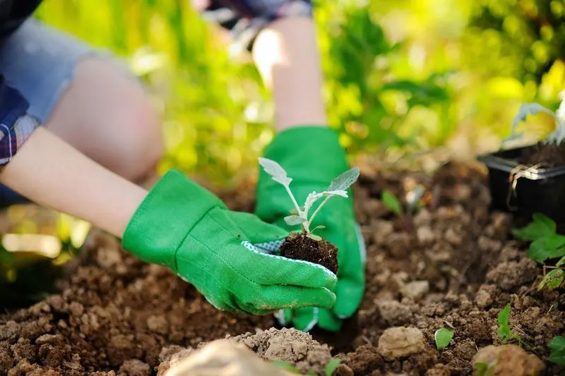 Transplant the Seedling