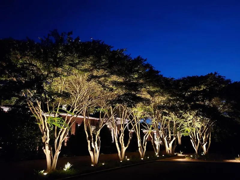 Tree Uplighting