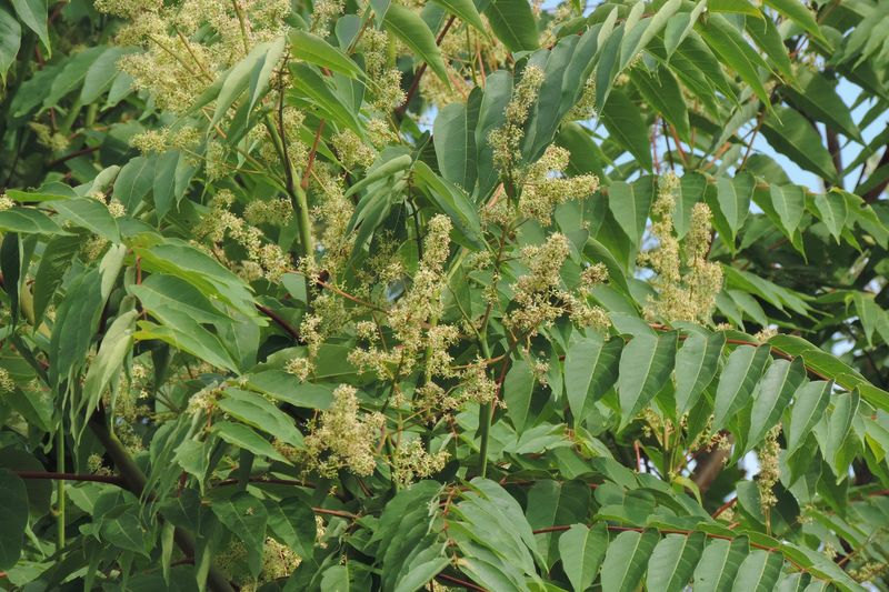 Tree of Heaven