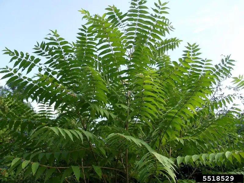 Tree-of-heaven
