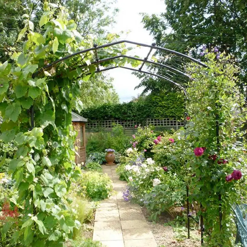 Trellised Vines