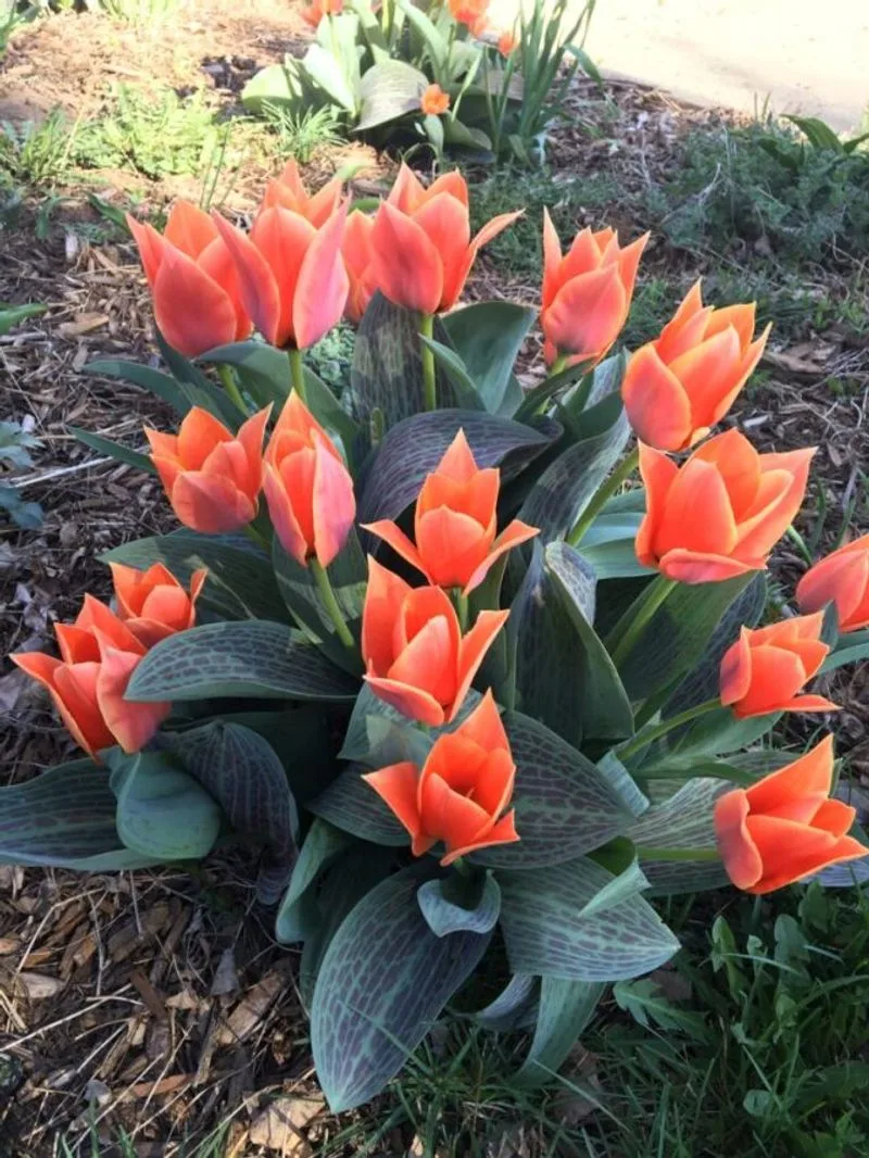 Leave the Bulbs Undisturbed