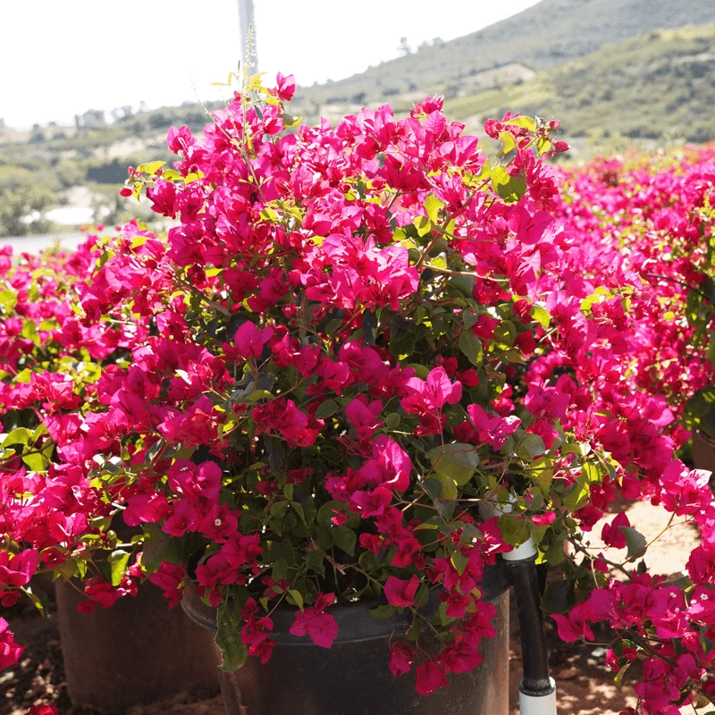 Tropical Bougainvillea Burst