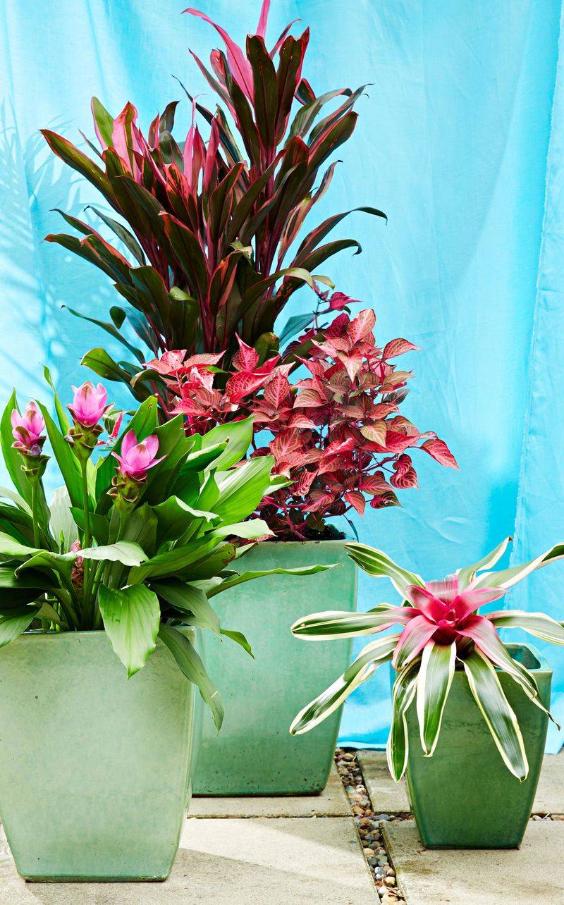 Tropical Paradise Container