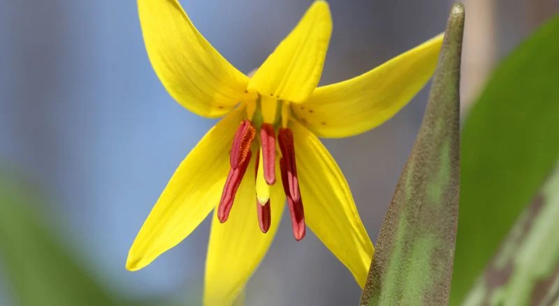 Trout Lily