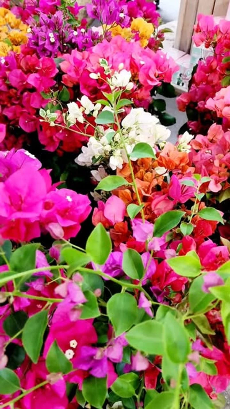 Bougainvillea