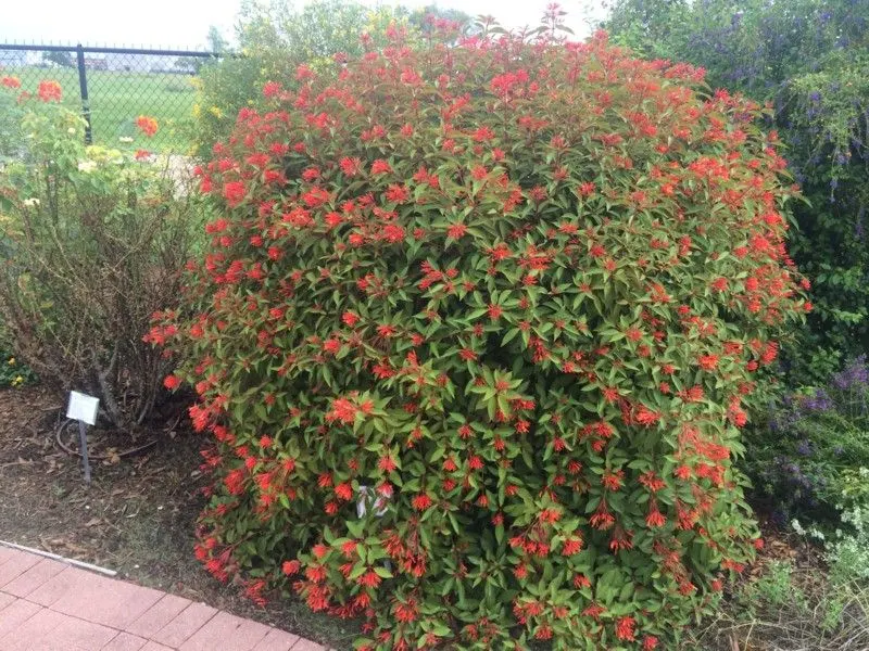 Firebush