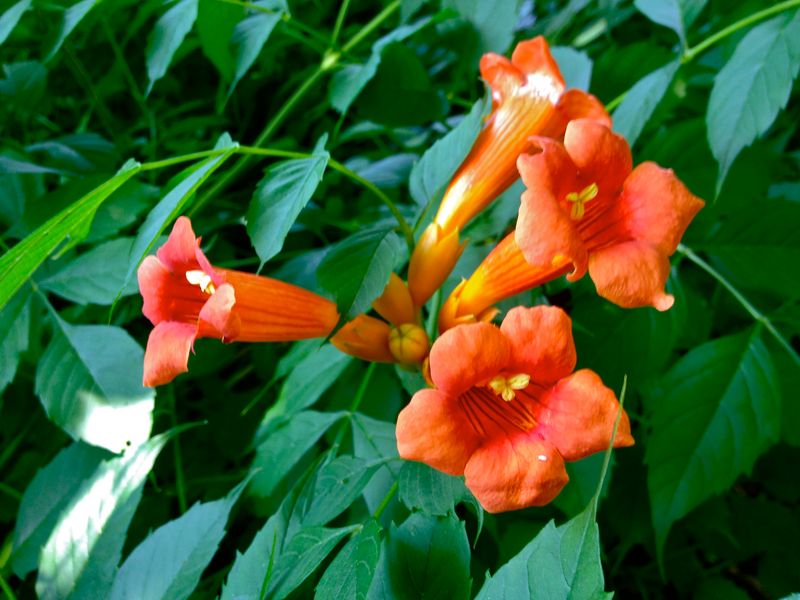 Trumpet Vine