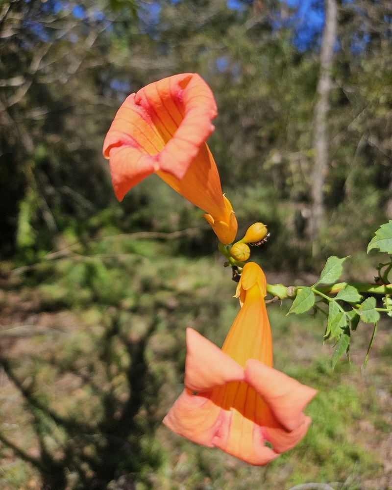 Trumpet Vine