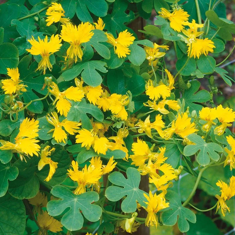 Try: Canary Creeper