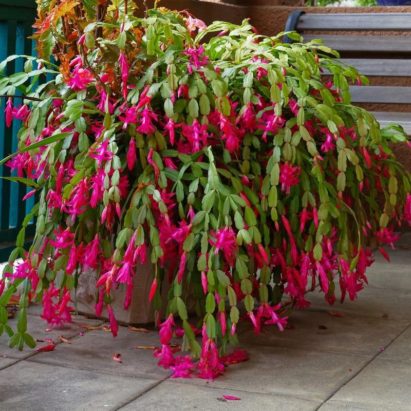 Switch to a Different Potting Mix