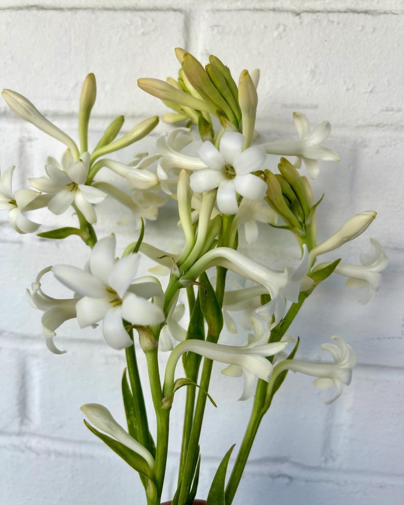 Tuberose