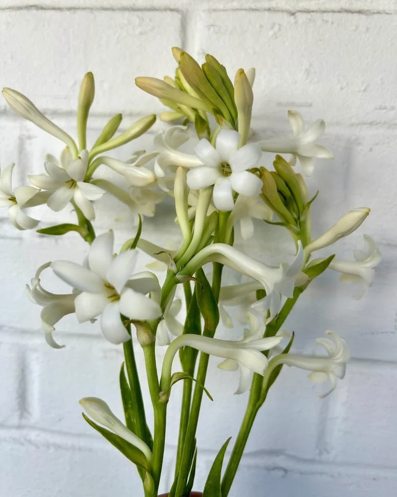 Tuberose