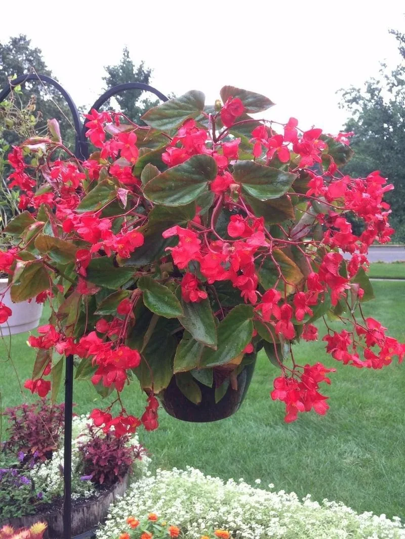 Dragon Wing Begonia