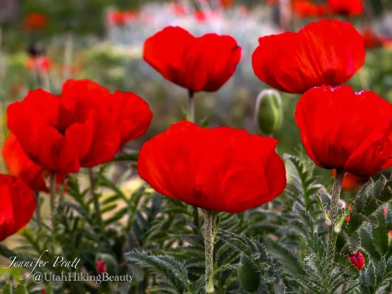 Alpine Poppy