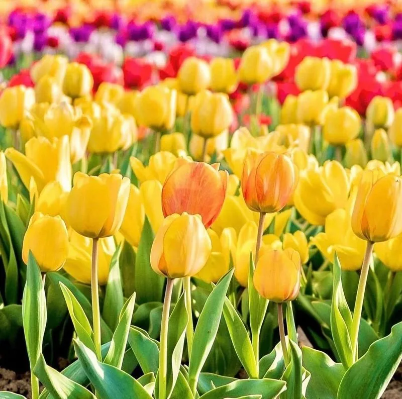 Tulip