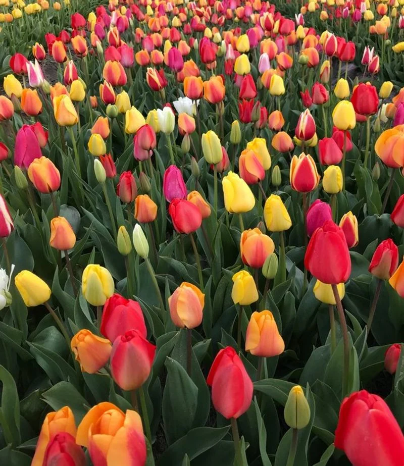 Tulip