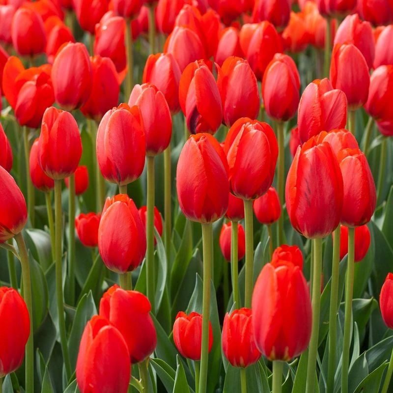 Tulip