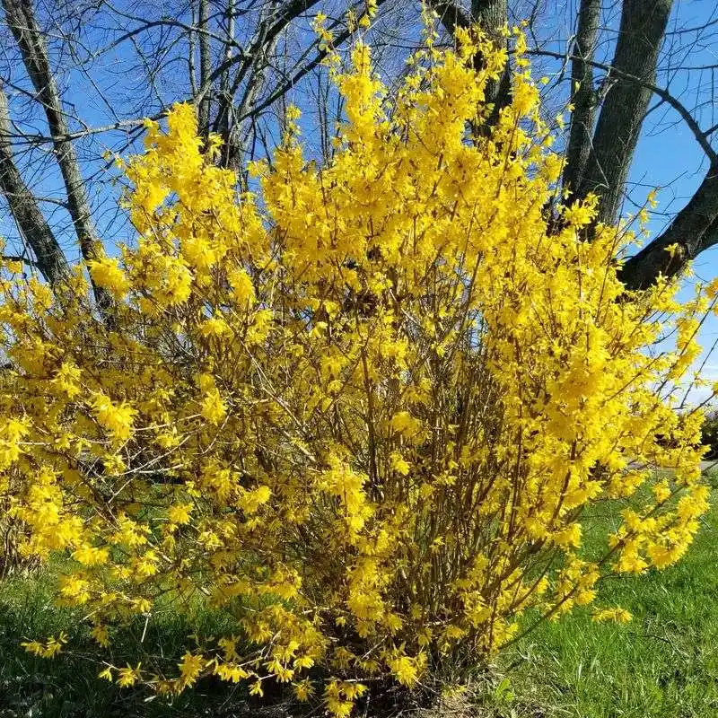 Forsythia