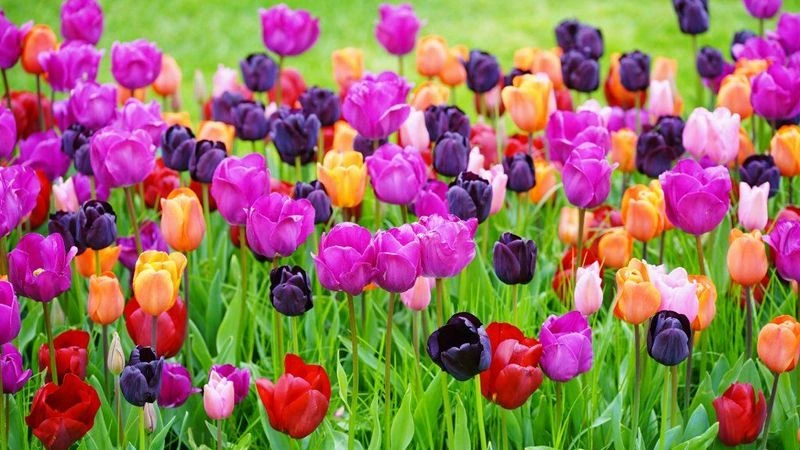 Tulip