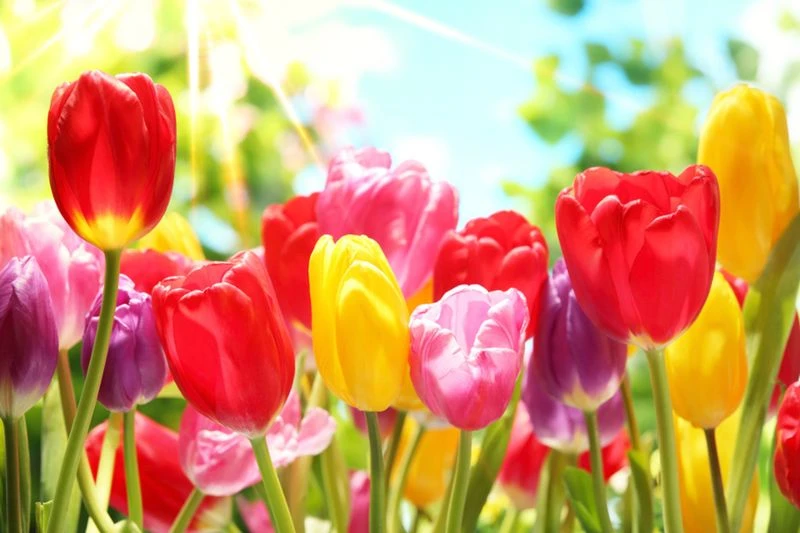Tulips
