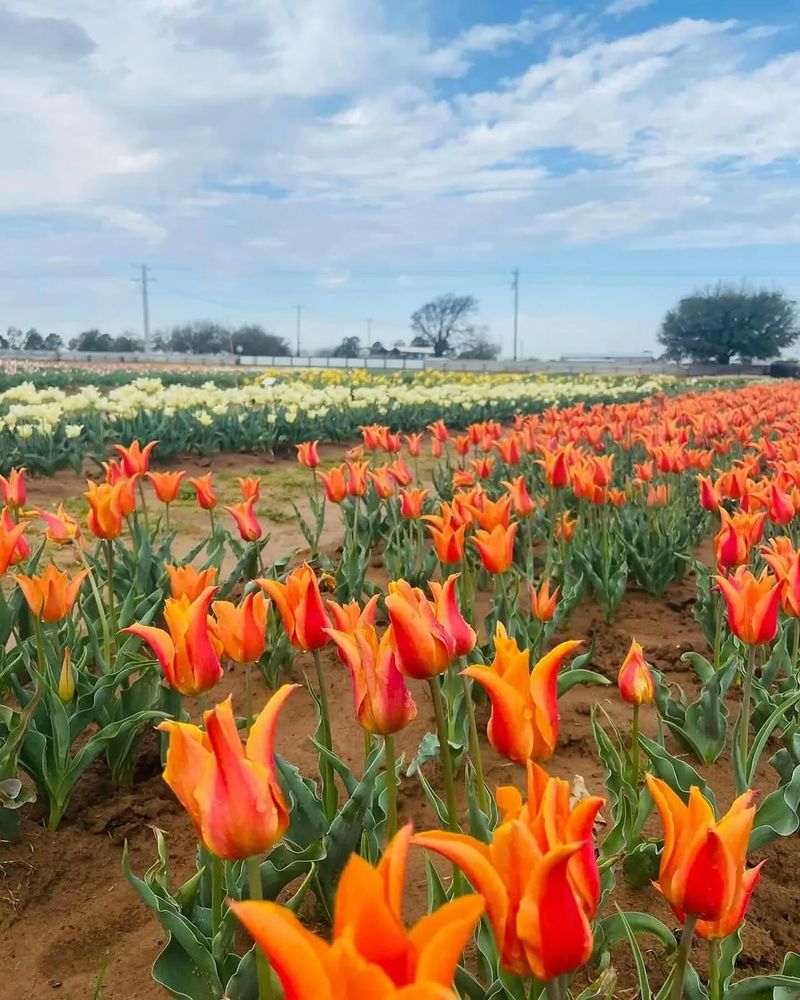 Tulips (Next Year)