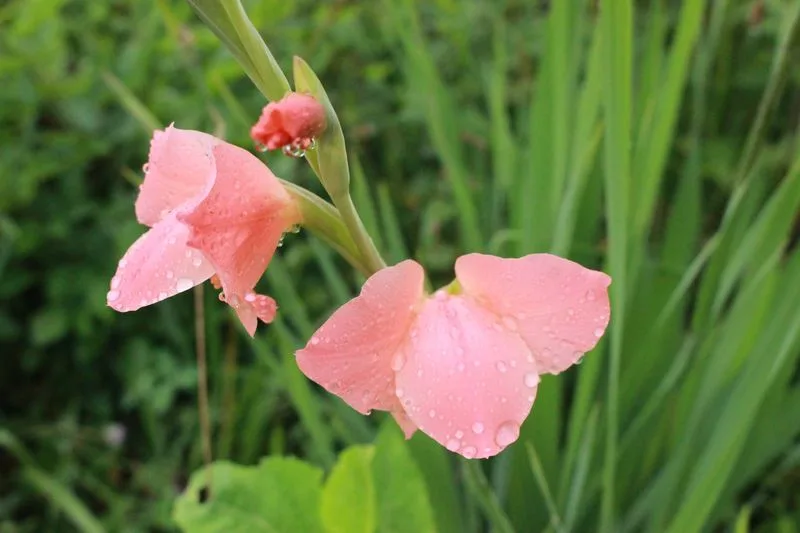 Gravity-Defying Gladiolus
