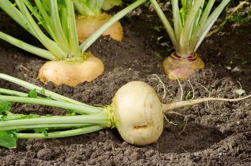 Turnips
