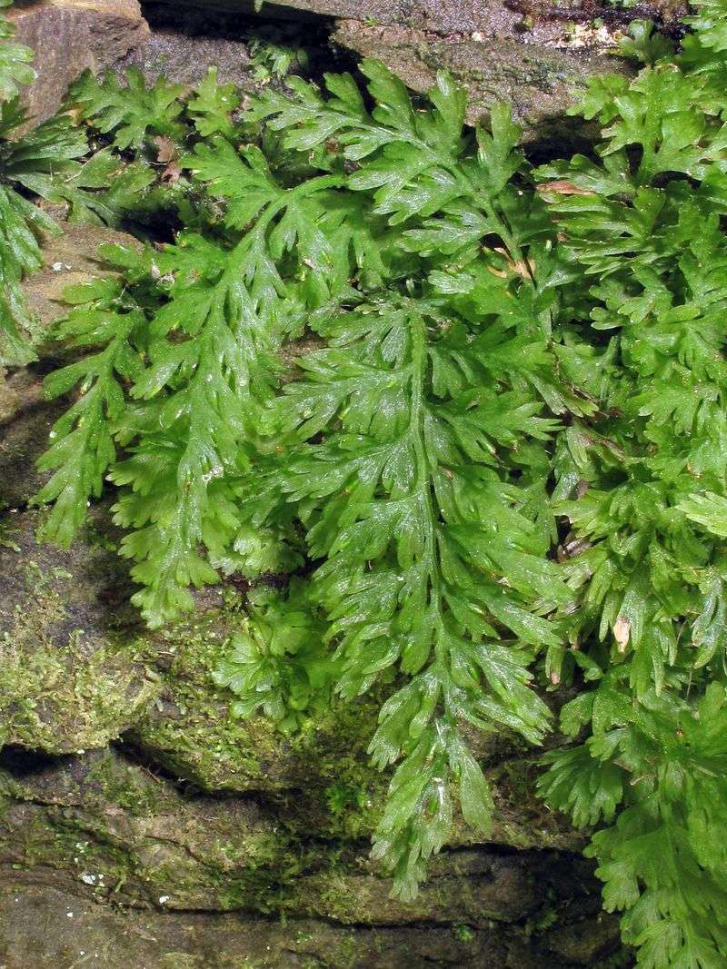 Appalachian Filmy Fern