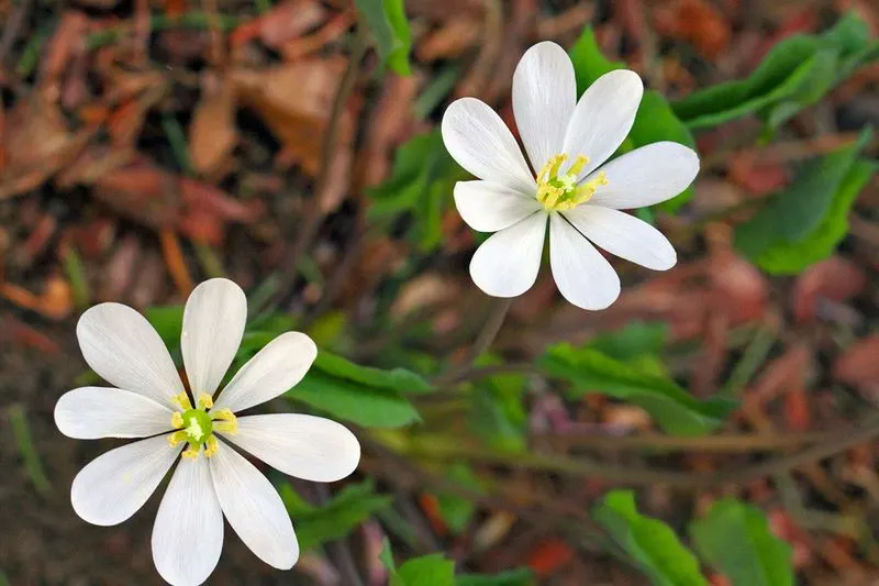 Twinleaf