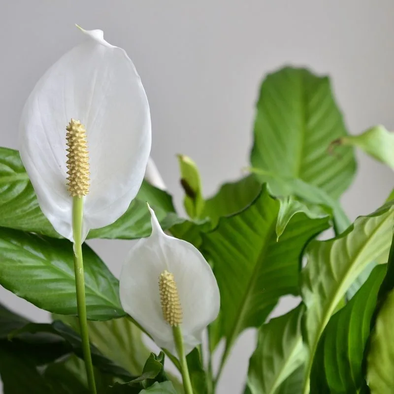 Type 2: The Helper - Peace Lily