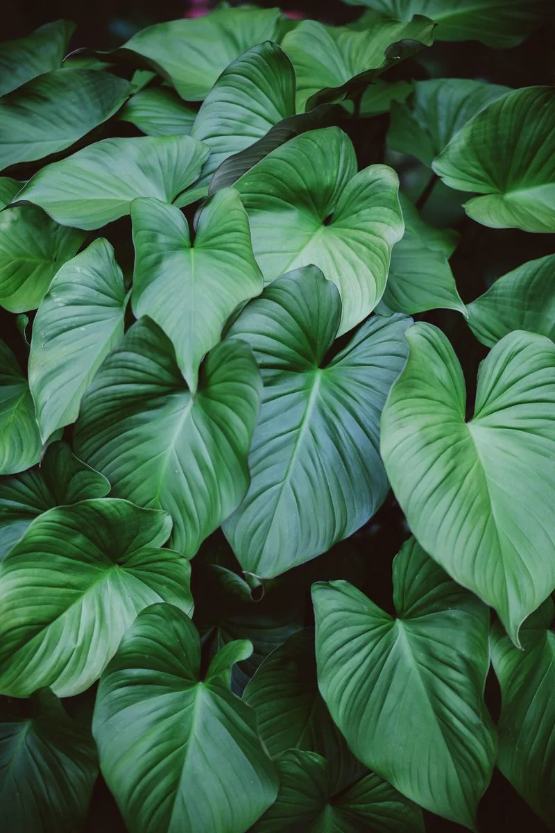 Type 11: The Philosopher - Philodendron