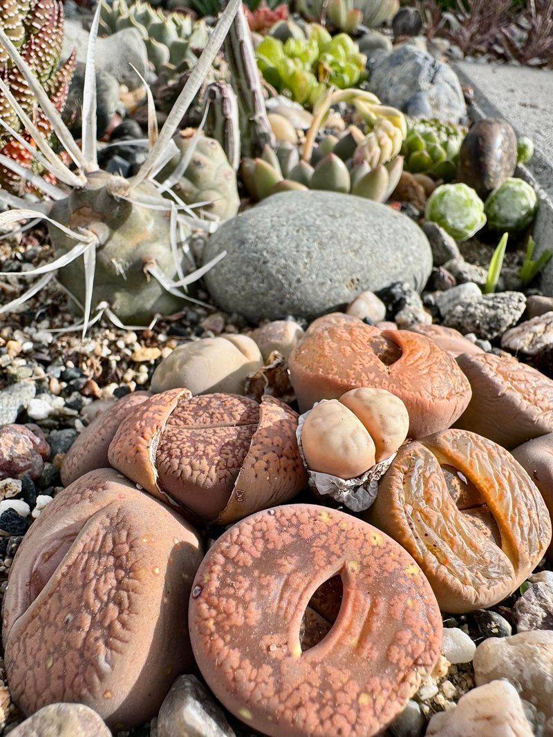 Type 13: The Innovator - Lithops (Living Stone)