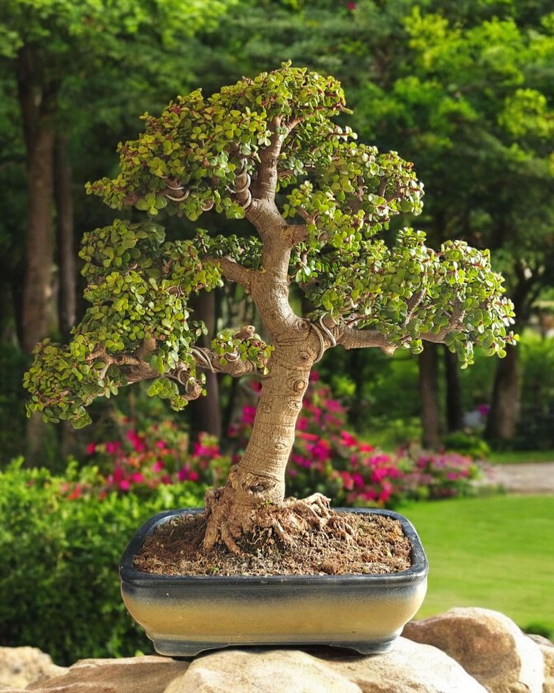 Type 14: The Visionary - Bonsai Tree