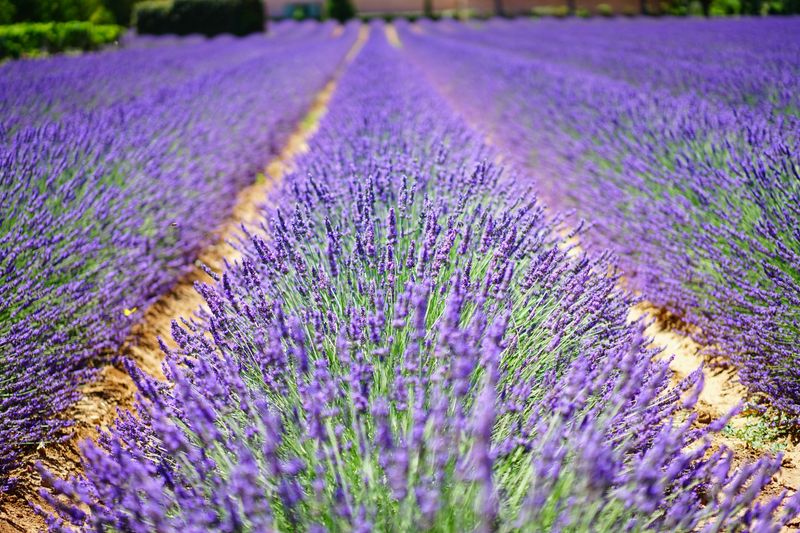 Type 15: The Sage - Lavender