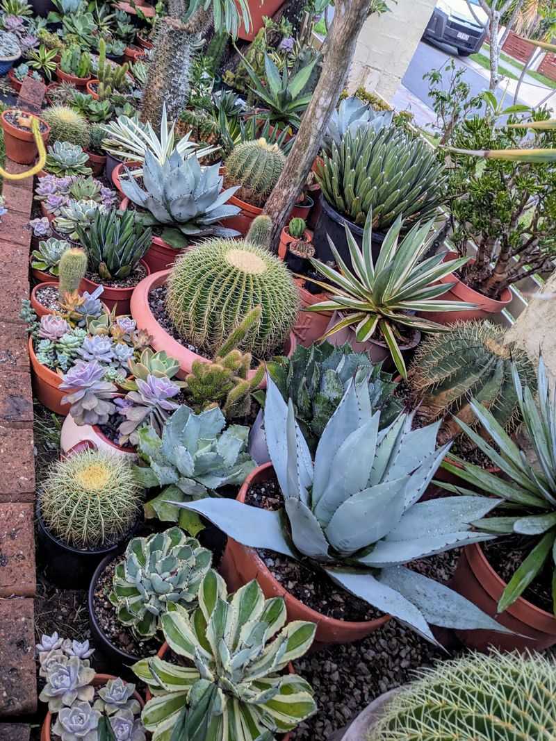 Type 16: The Explorer - Succulent Garden