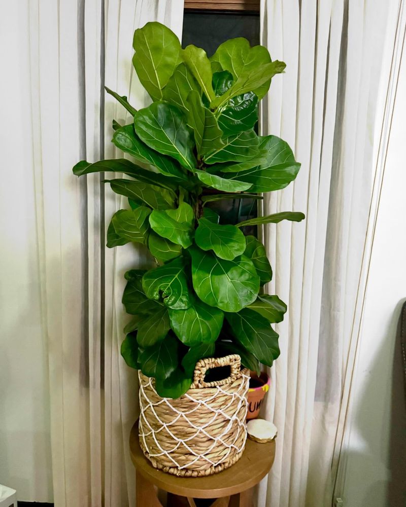 Type 3: The Achiever - Fiddle Leaf Fig