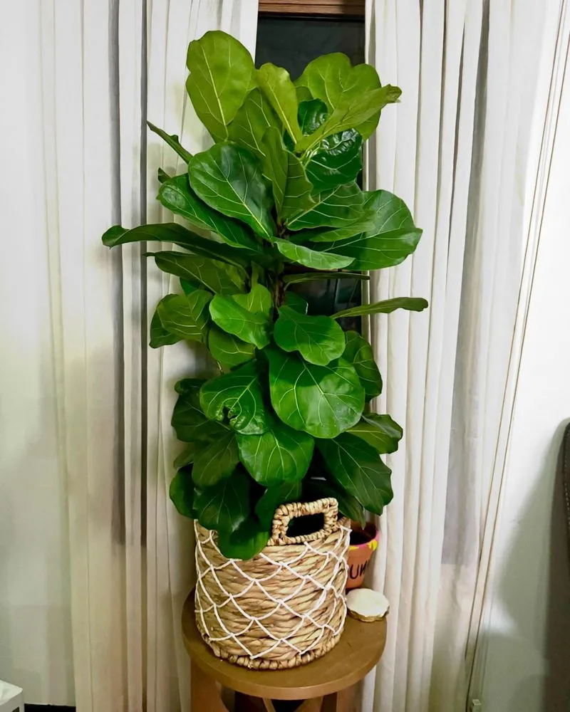 Type 3: The Achiever - Fiddle Leaf Fig