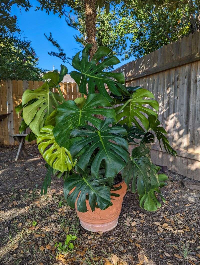 Type 4: The Individualist - Monstera Deliciosa