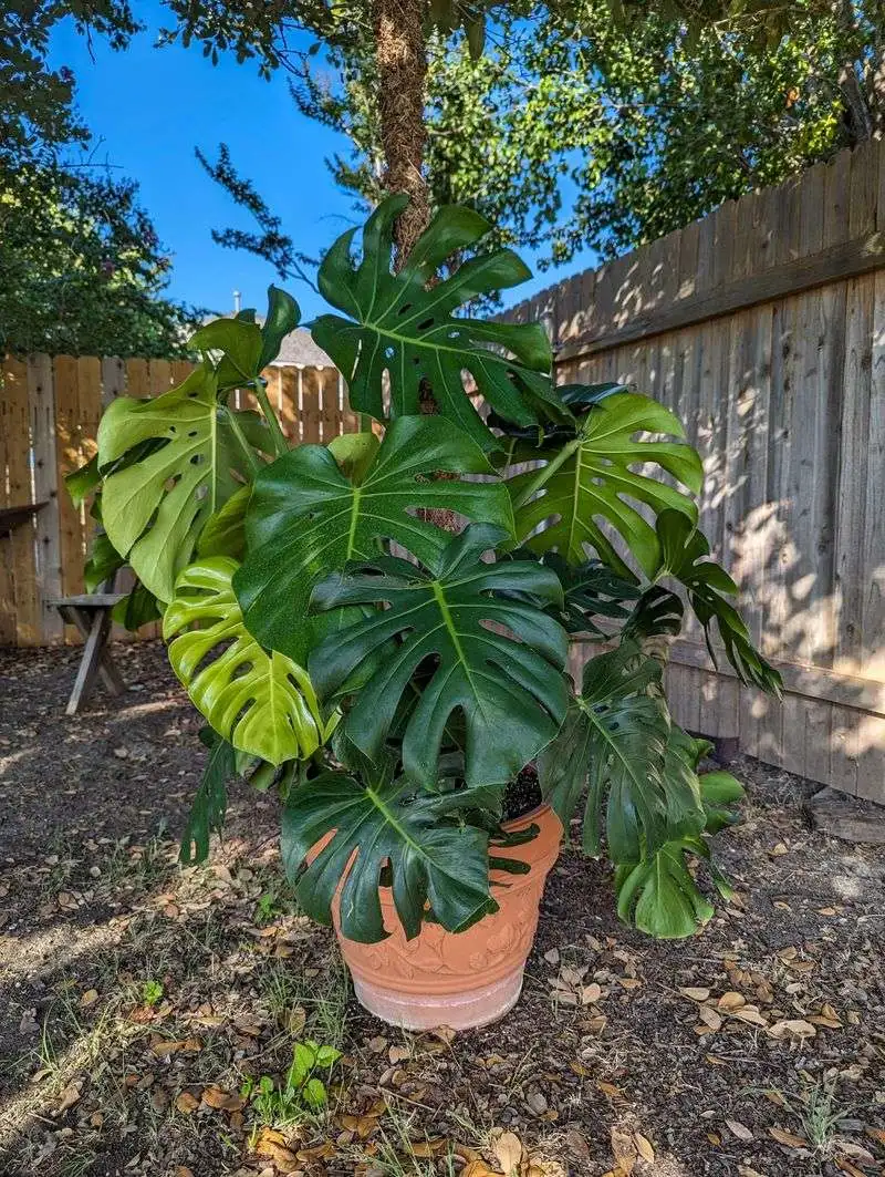 Type 4: The Individualist - Monstera Deliciosa