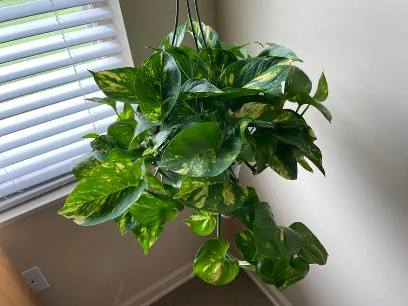 Type 6: The Loyalist - Pothos