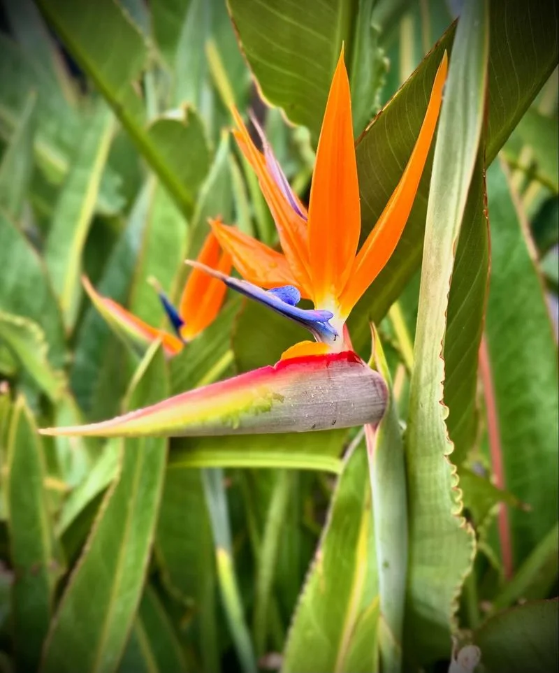 Type 7: The Enthusiast - Bird of Paradise